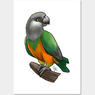 Bird - Senegal Parrot - Orange Bellied Posters and Art